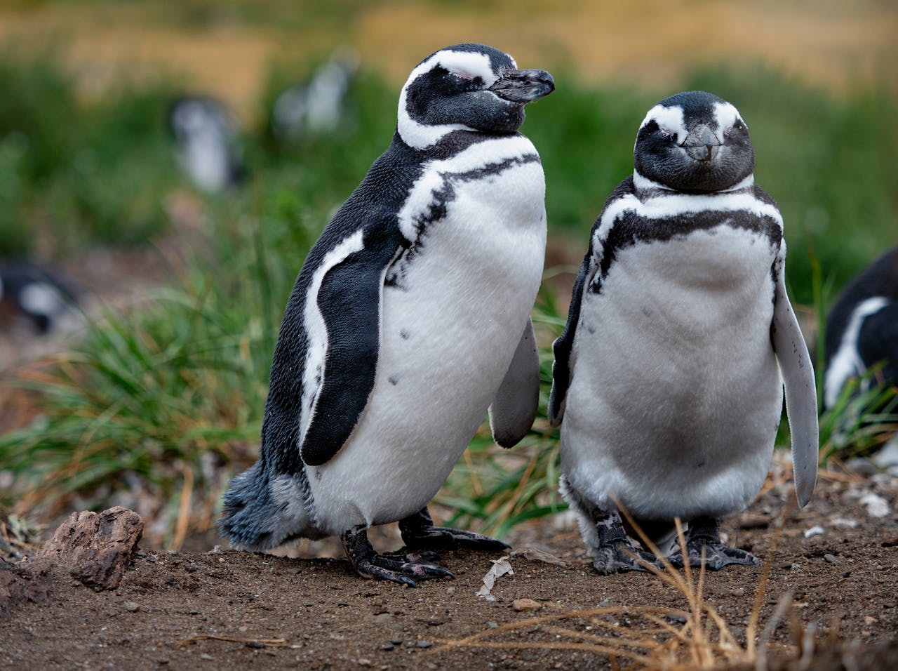 A pair of Magellanic penguins standing on the ground in Tierra del Fuego, Argentina.