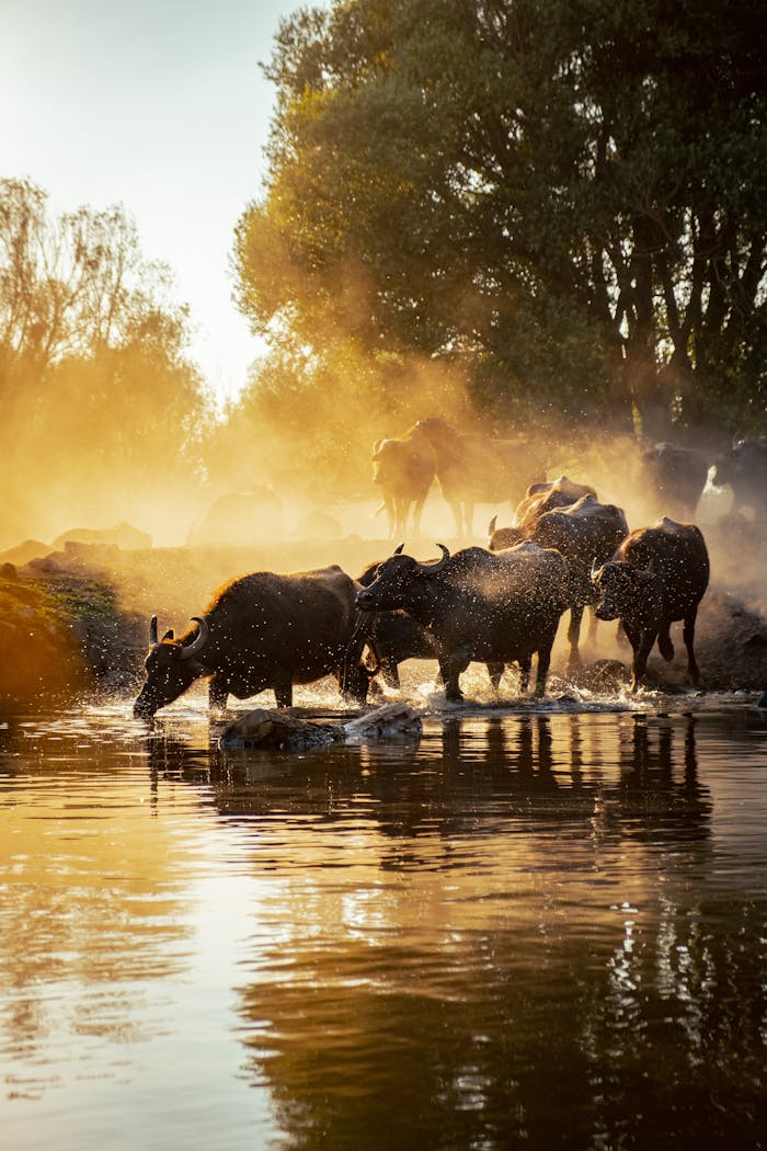 A herd of buffalo crossing a river at sunset with a warm, golden glow.